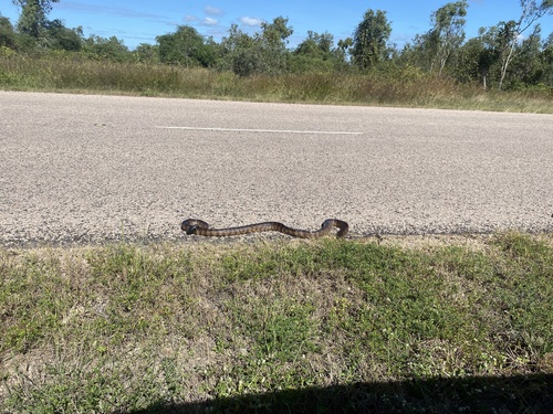 Black-headed Python sighting