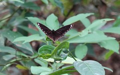 Euploea sylvester swinhoei