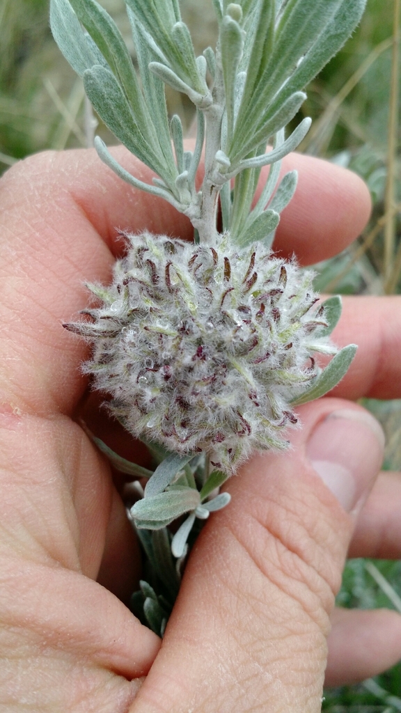 Rhopalomyia medusirrasa