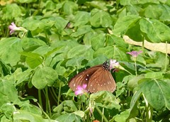 Euploea sylvester swinhoei