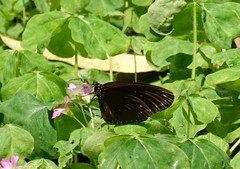 Euploea sylvester swinhoei