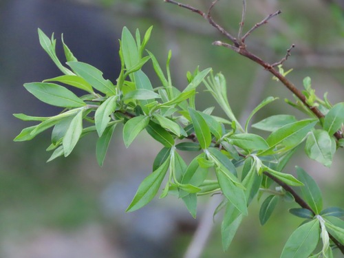 Salix gilgiana