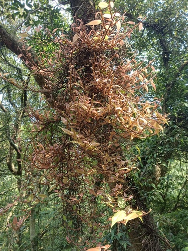 Ficus nipponica iNat (3)
