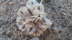 Vesper purpurascens