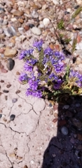 Phacelia corrugata