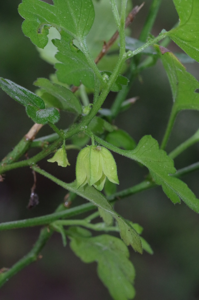 Acharia tragodes