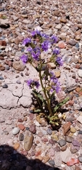 Phacelia corrugata