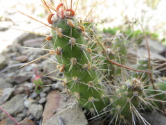 Austrocylindropuntia shaferi