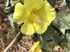 Gossypium tomentosum