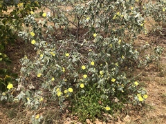 Gossypium tomentosum