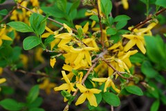 Forsythia koreana