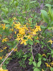 Forsythia koreana