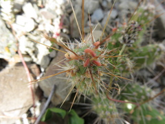 Austrocylindropuntia shaferi