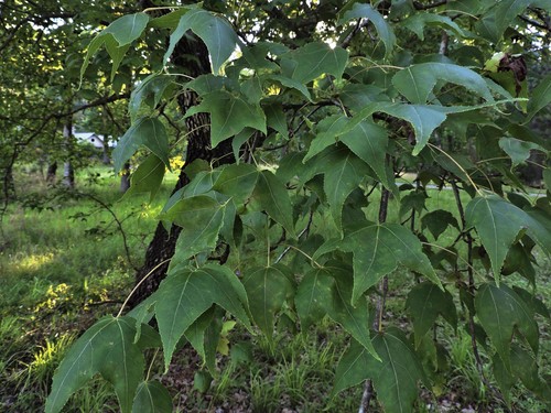 Liquidambar formosana iNat (1)