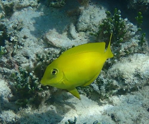 Gendarme fish (Acanthurus olivaceus) — Acanthuridae — 2