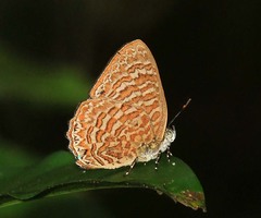 Poritia sumatrae