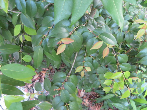 Image of Eugenia confusa by (c) Ben Machado, some rights reserved (CC BY)