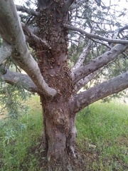 Cupressus stephensonii