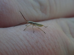 Leptopterna dolabrata