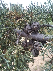 Cupressus stephensonii