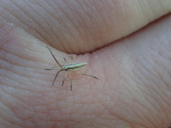 Leptopterna dolabrata