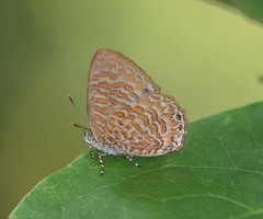 Poritia sumatrae