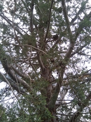 Cupressus stephensonii