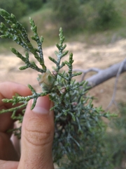Cupressus stephensonii