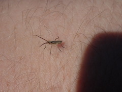 Leptopterna dolabrata