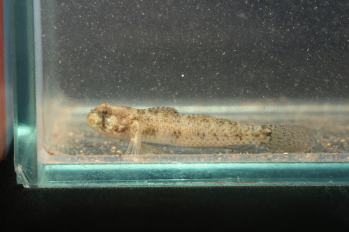 Barecheek goby (Gnatholepis gymnocara) — Gobiidae — 4