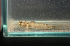 Nakedcheek Sandgoby photo 3