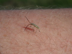 Leptopterna dolabrata