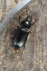 Platycerus quercus