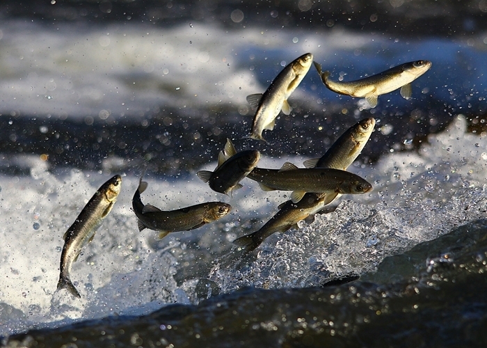 Pearl mullet (Alburnus tarichi) — Cyprinidae