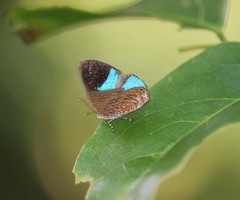 Poritia sumatrae