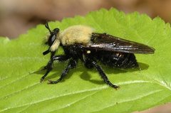 Laphria virginica