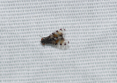 Pseudotephritis vau