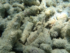 Corythoichthys intestinalis