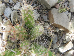 Austrocylindropuntia shaferi