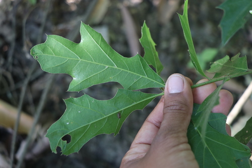 Robust Oak