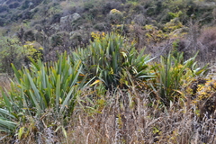 Phormium
