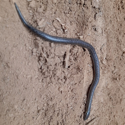 Perrotet's Mountain Snake