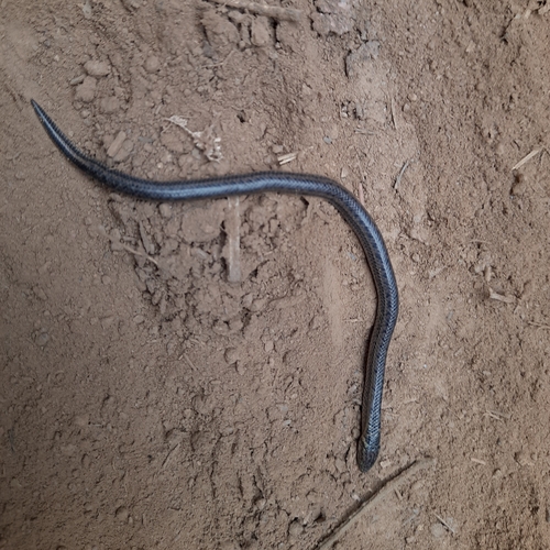 Perrotet's Mountain Snake