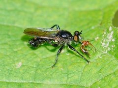 Laphria winnemana