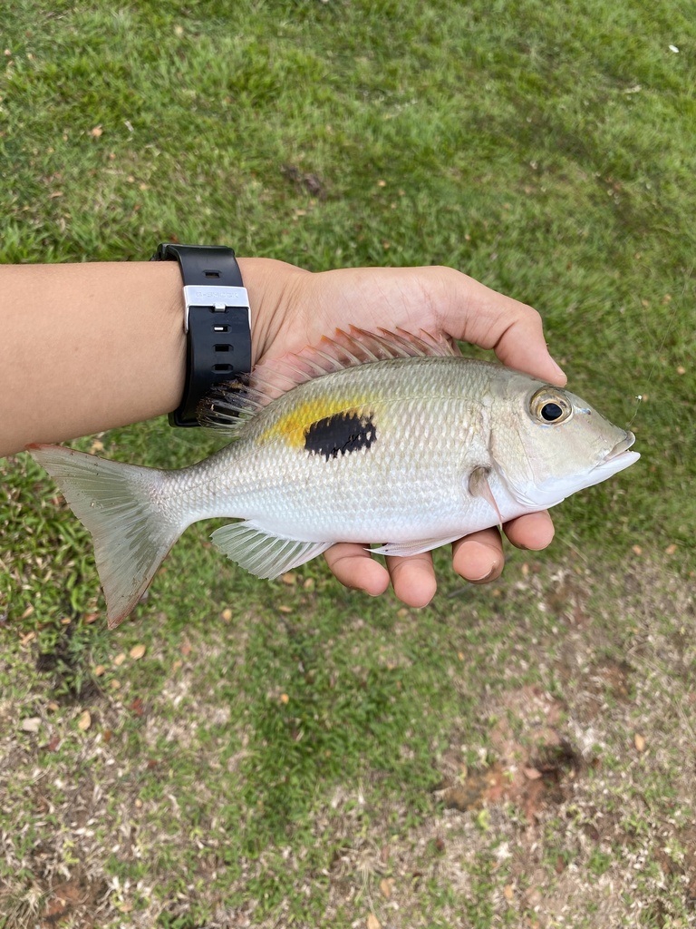 Black blotch emperor (Lethrinus harak) — Lethrinidae