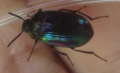 Ceropria induta