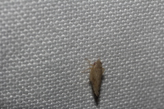 Acinopterus acuminatus