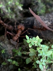 Attini