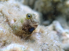 Salarias alboguttatus