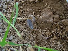 Parabuthus abyssinicus